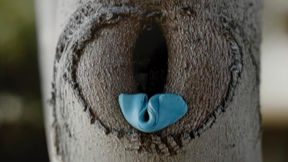 More or Less Vulvas?
