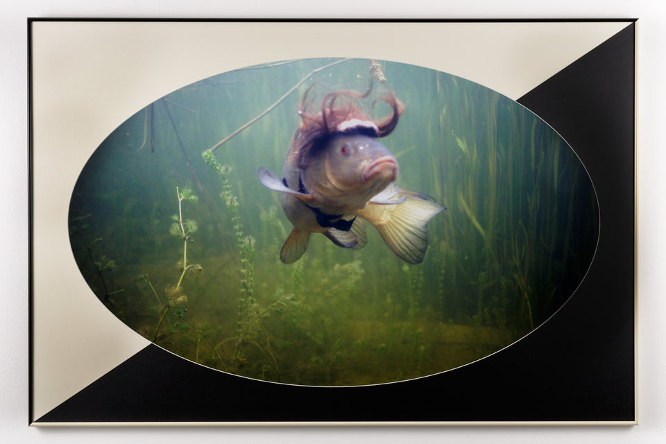 The Wisdom of the Shoal