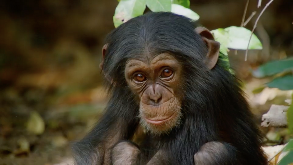 Attenborough's Dynasties: Primates, Politics and Preservation