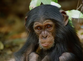 Attenborough's Dynasties: Primates, Politics and Preservation