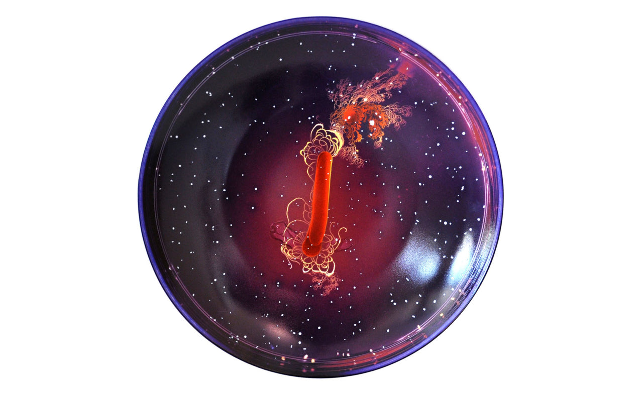 Petri Dishes