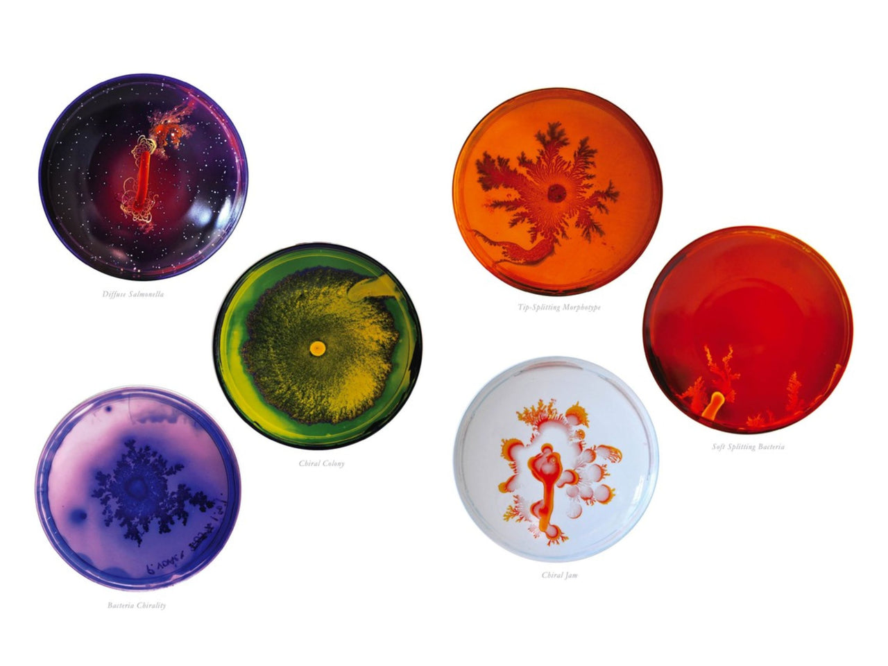 Petri Dishes