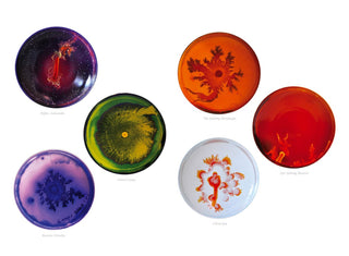 Petri Dishes