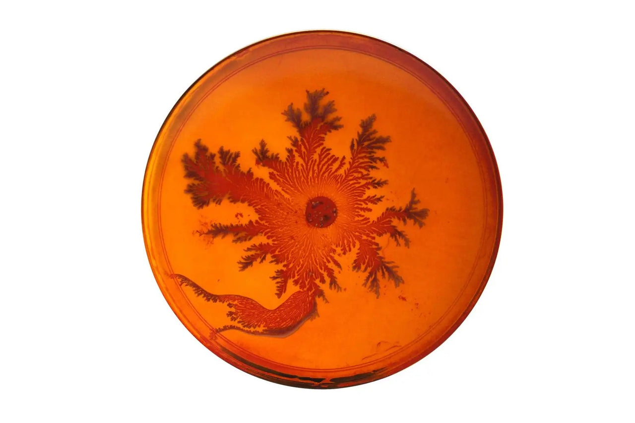Petri Dishes