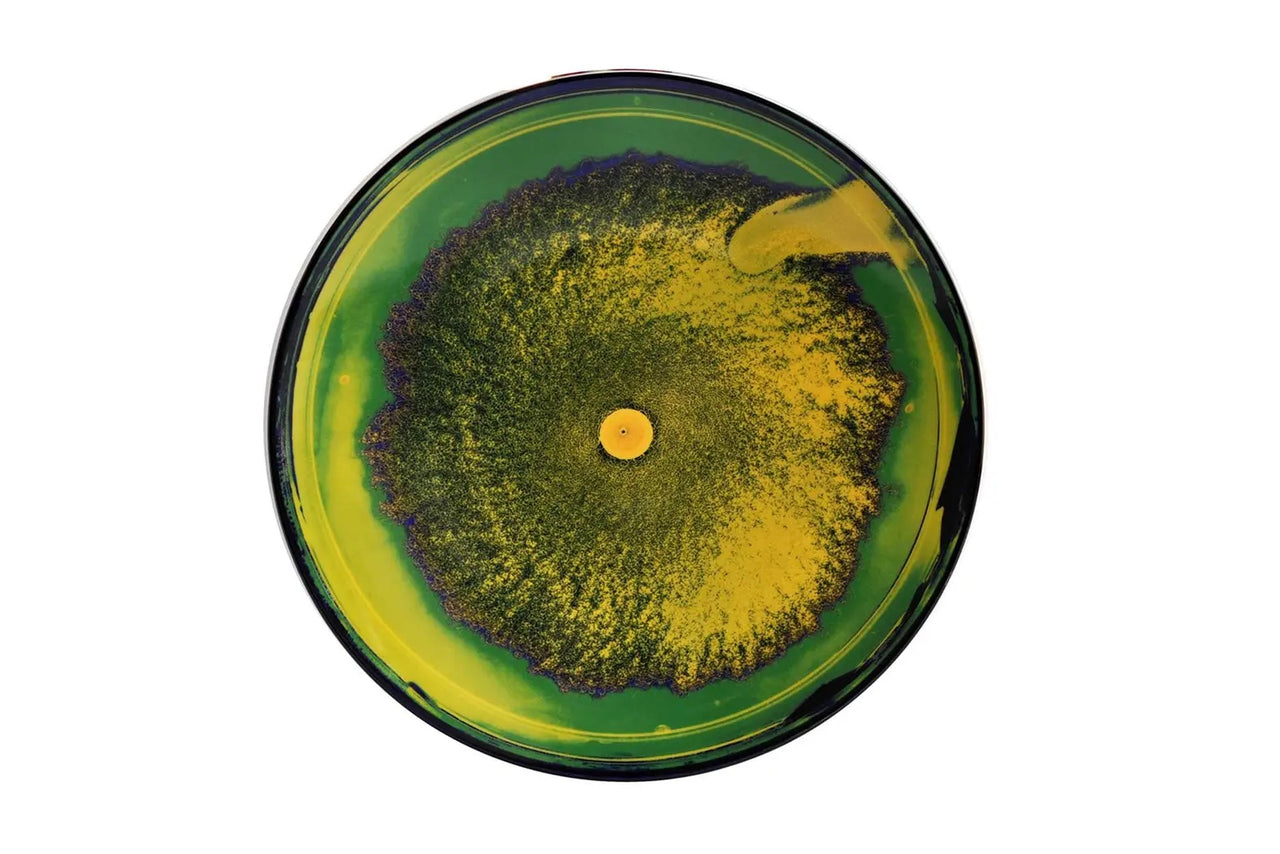 Petri Dishes