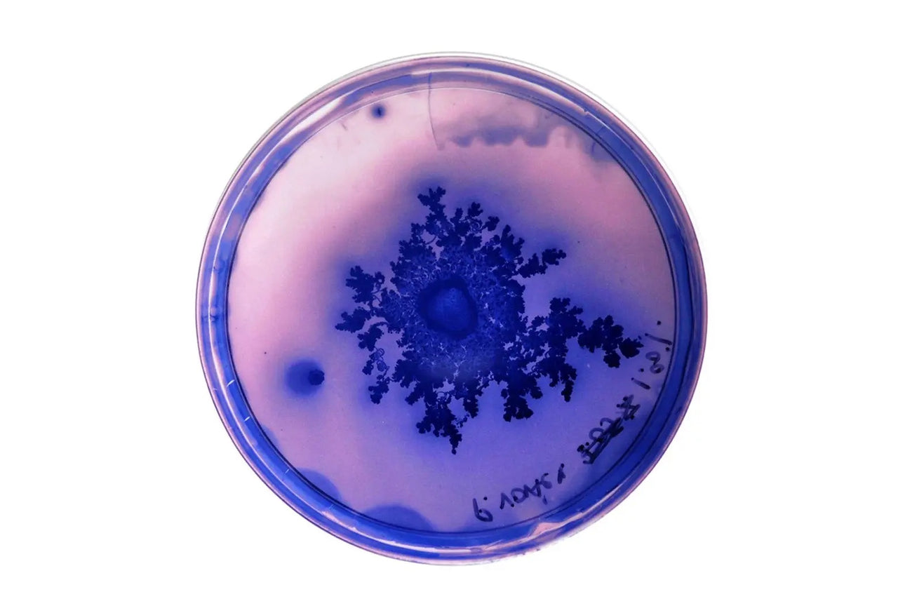 Petri Dishes