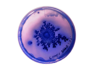 Petri Dishes